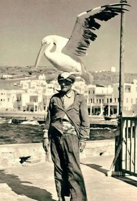History of Mykonos - Petros the Pelican